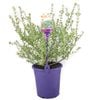 180mm Coast Rosemary - Westringia fruticosa