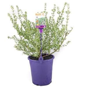 180mm Coast Rosemary - Westringia fruticosa