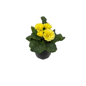 125mm Primula Petticoat - Primula Acaulis