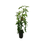 10L Casimiroa Sue Belle - Casimiroa