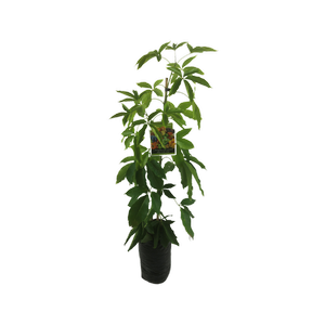 10L Casimiroa Sue Belle - Casimiroa