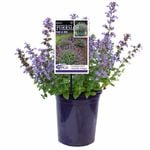 140mm Nepeta Purrsian Blue - Nepeta fassenii
