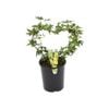 140mm Ivy In Hearts - Hedera helix