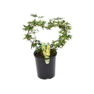 140mm Ivy In Hearts - Hedera helix