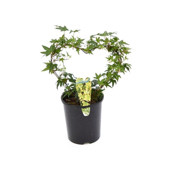 140mm Ivy In Hearts - Hedera helix