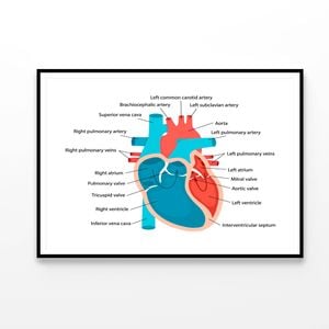 Heart Anatomy Close-Up with Descriptions  Print 100% Australian Made 90x60cm  (Poster)