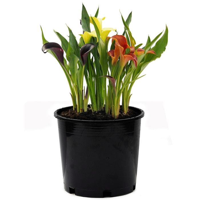 2.5L Mixed Calla Lilly - Zantedischia