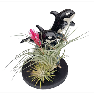 Size F Novelty Air Plant - Tillandsias