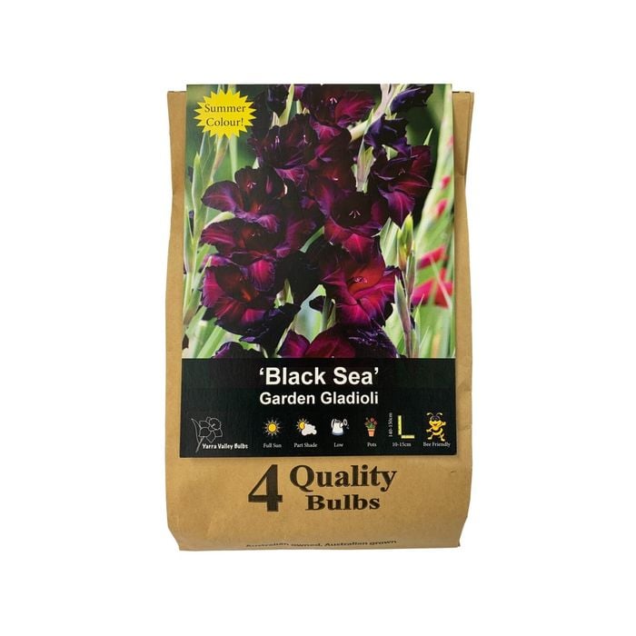Yarra Valley Bulbs Gladioli Black Sea 4 Pack