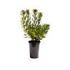 180mm Carnival Red - Leucospermum glabrum Tottum