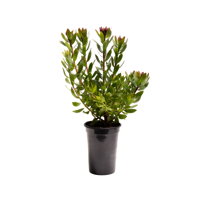 180mm Carnival Red - Leucospermum glabrum Tottum