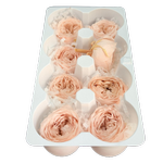 Blooms of Joy 4.5cm Pale Pink Garden Roses 8 Pack
