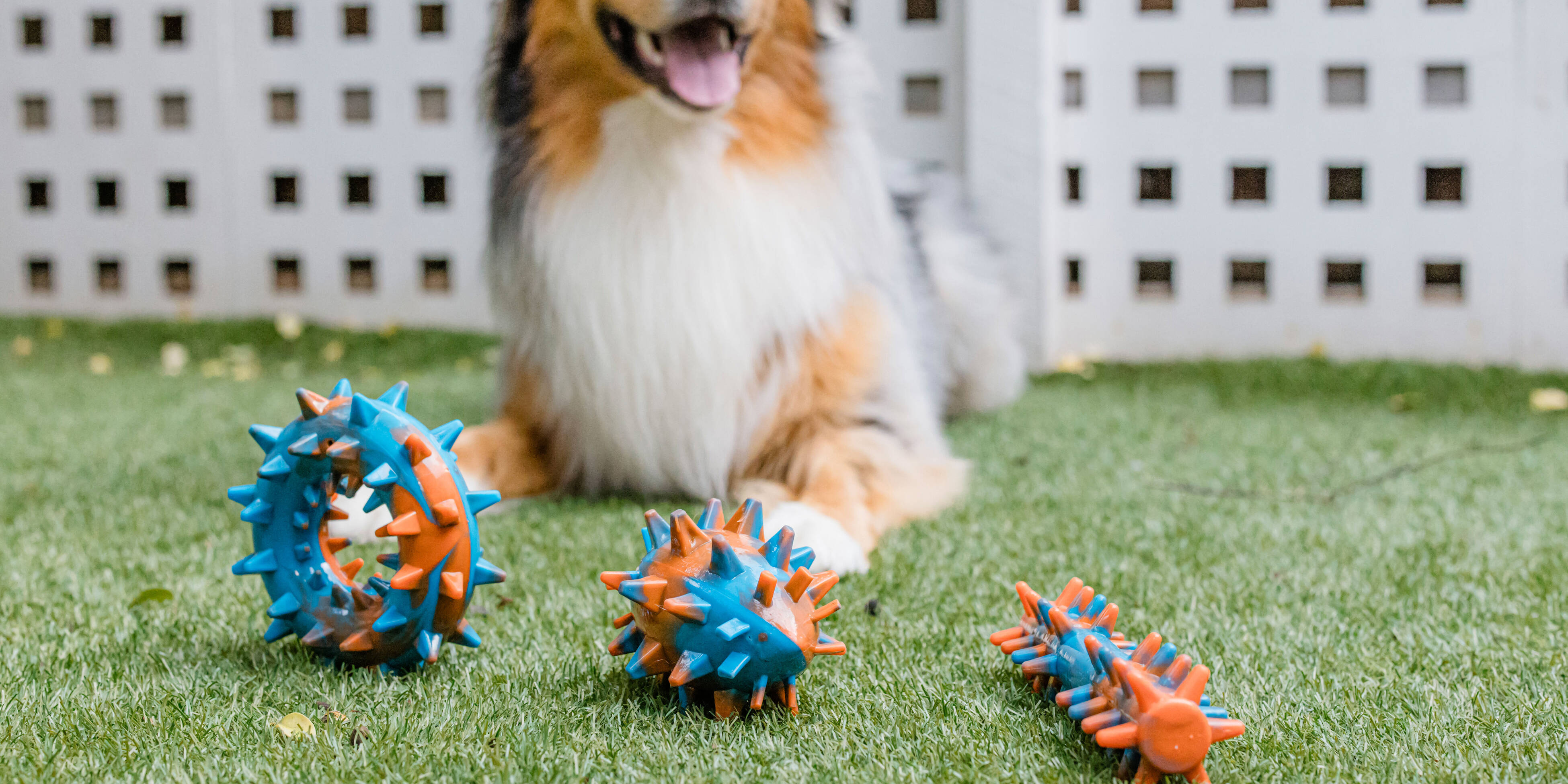 Bunnings dog toys best sale