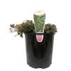 140mm Pittsburg Ivy - Hedera
