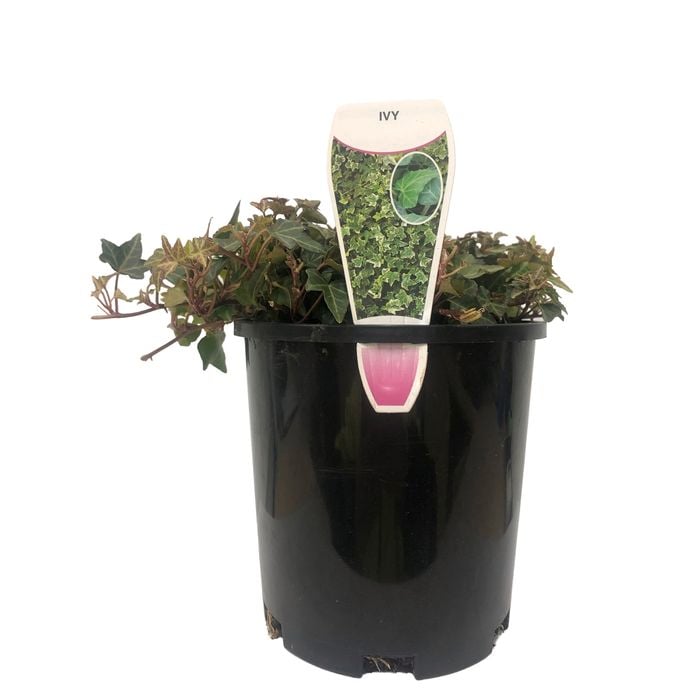 140mm Pittsburg Ivy - Hedera