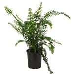 170mm Sword Fern - Nephrolepis obliterata