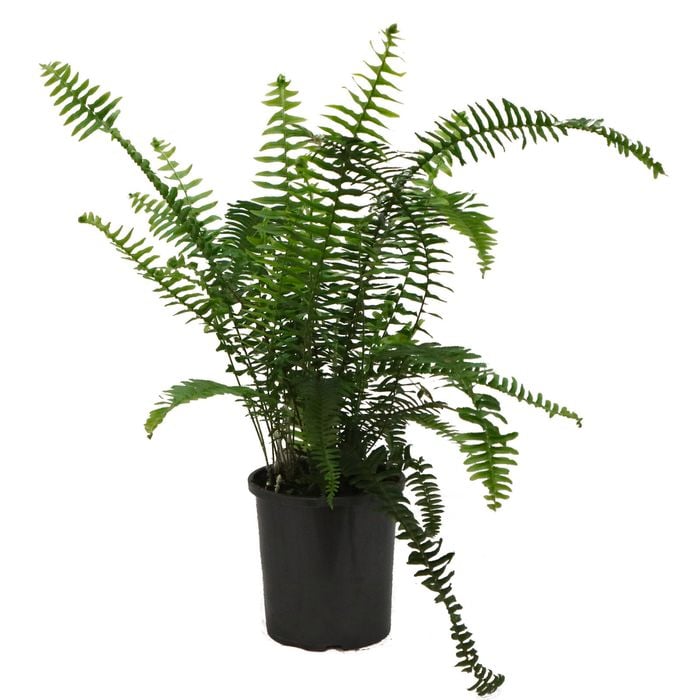 170mm Sword Fern - Nephrolepis obliterata