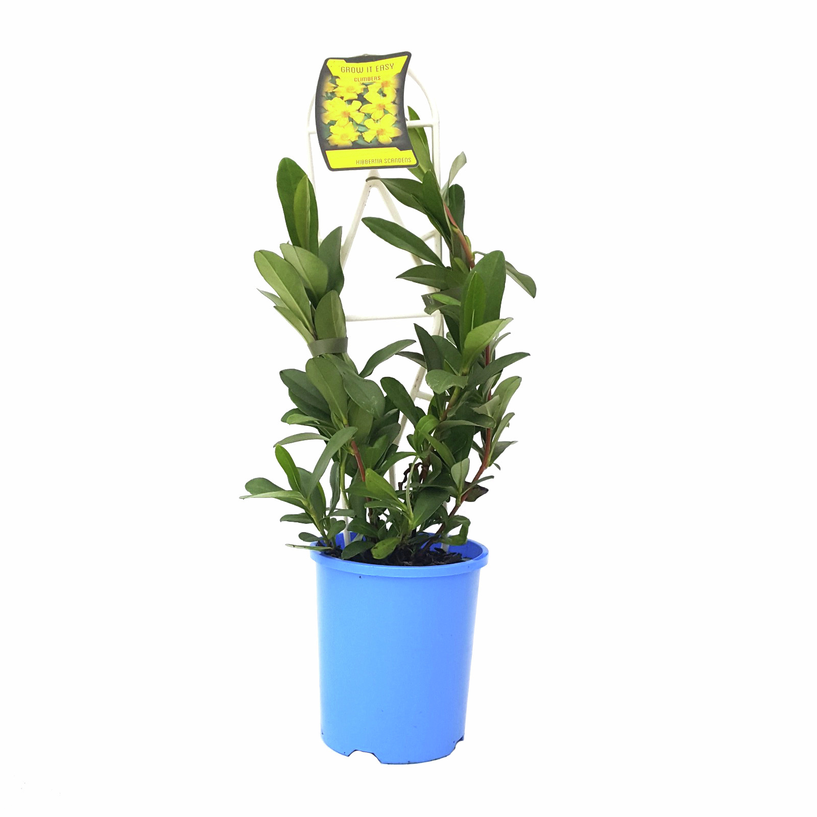 assorted succulent plants Assorted 3