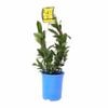 140mm Snake Vine - Hibbertia scandens