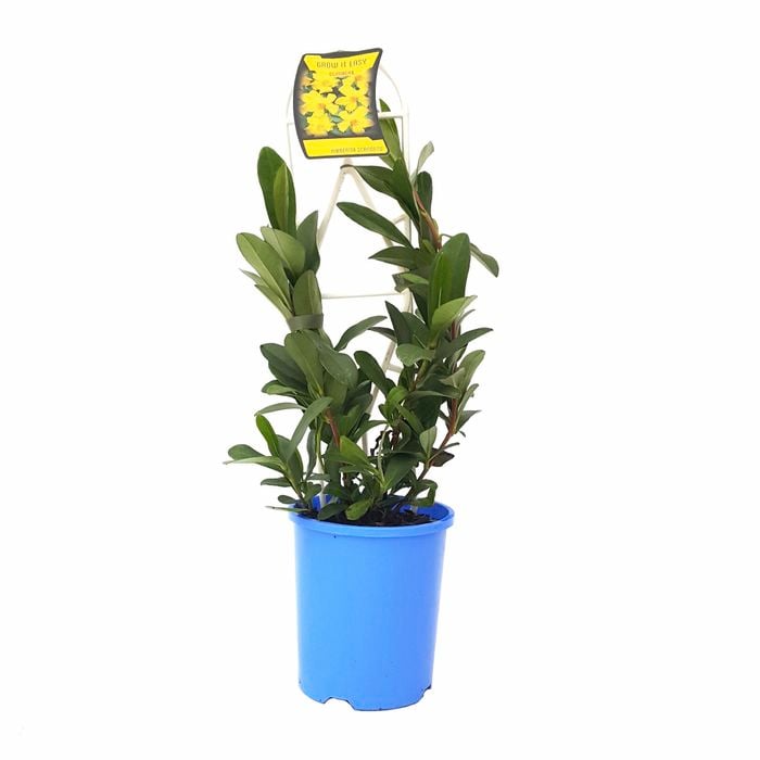 140mm Snake Vine - Hibbertia scandens