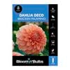 Bloomin Bulbs Dahlia Bracken Palomino - 1 Pack