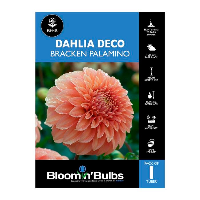 Bloomin Bulbs Dahlia Bracken Palomino - 1 Pack