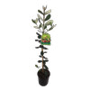 3L Feijoa Arhart - Feijoa sellowiana Arhart - Incredible Edible Range