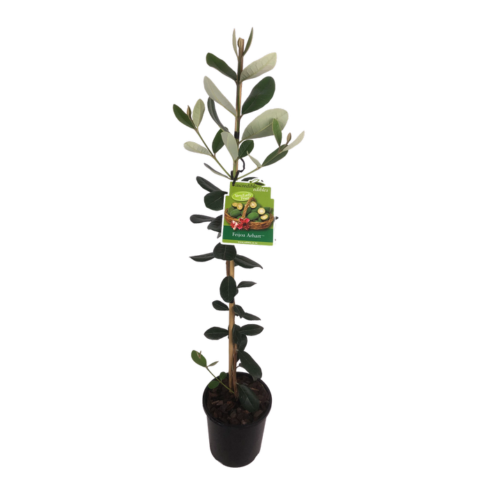 3L Feijoa Arhart - Feijoa sellowiana Arhart - Incredible Edible Range