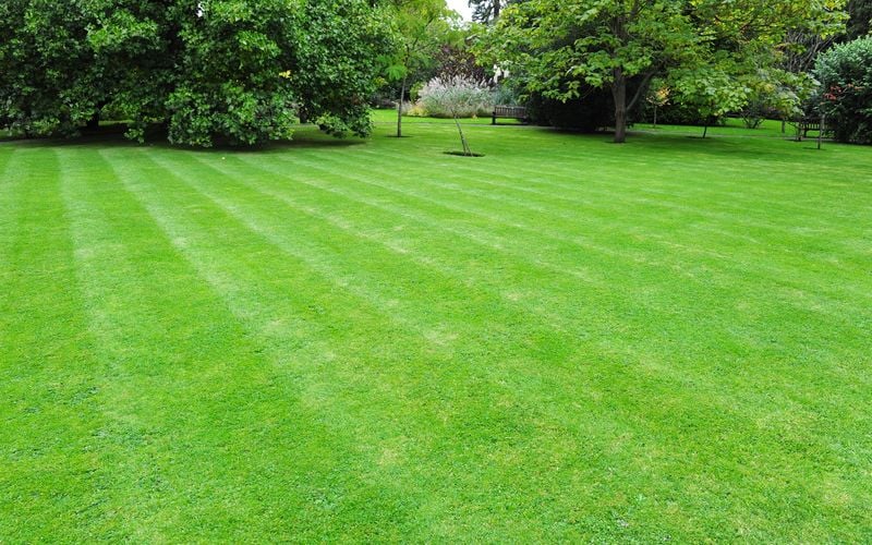 A large, green, lush looking lawn dotted with trees