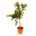 250mm Orange Seedless Valencia