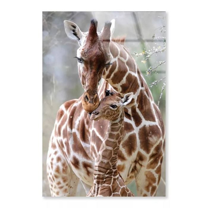 Closeup Of Cute Giraffes  Print 100% Australian Made 60 x 90cm  (Acrylic)