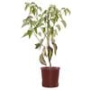 200mm Dogwood June Snow - Cornus controversa
