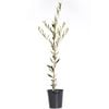 200mm Olive Jumbo Kalamata - Olea europaea - Pick N Eat Range