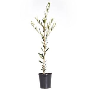 200mm Olive Jumbo Kalamata - Olea europaea - Pick N Eat Range