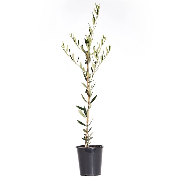 200mm Olive Jumbo Kalamata - Olea europaea - Pick N Eat Range