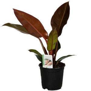 140mm Philodendron Sun Red - Philodendron selloum