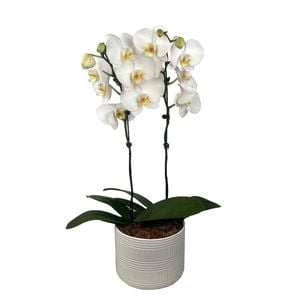 230mm Large x2 Moth Orchids - Phalaenopsis orchid In Ceramic Pot