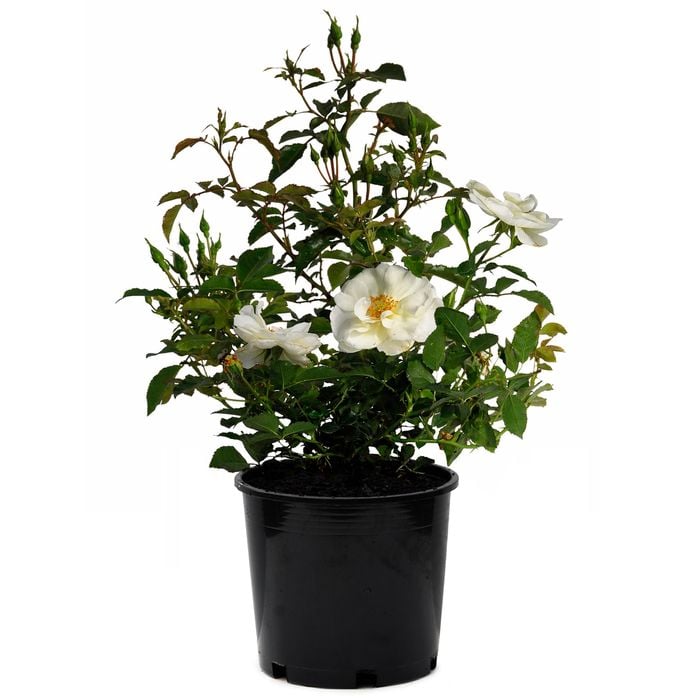 6L White Carpet Rose