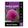 Bloomin Bulbs Dahlia Fairy Floss - 1 Pack