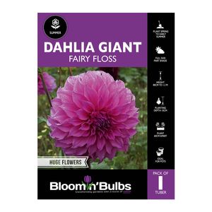 Bloomin Bulbs Dahlia Fairy Floss - 1 Pack