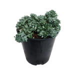 1.9L Sedum Silver Blob - Sedum spathulifolium