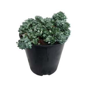 1.9L Sedum Silver Blob - Sedum spathulifolium