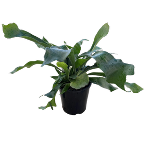 140mm Elkhorn Fern - Platycerium bifurcatum