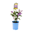 140mm Happy Wanderer - Hardenbergia violacea