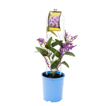 140mm Happy Wanderer - Hardenbergia violacea
