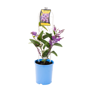 140mm Happy Wanderer - Hardenbergia violacea