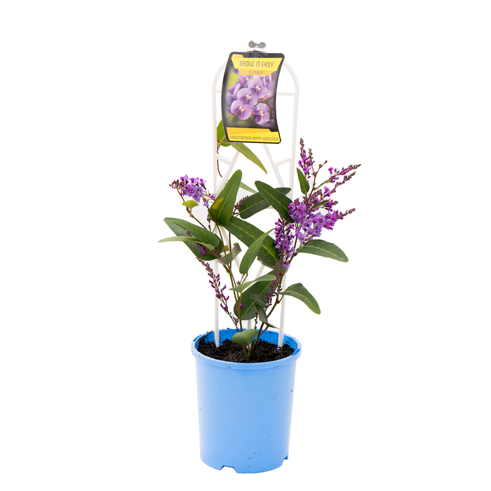 140mm Happy Wanderer - Hardenbergia violacea