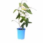 140mm Free N Easy - Hardenbergia violacea Alba - Grow It Easy Range