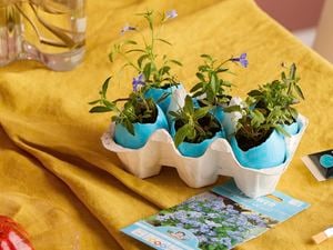 Egg carton holding blue-painted eggshells used as mini pots with small flowering plants, on a table with a yellow cloth, a vase of flowers and a seed packet.
