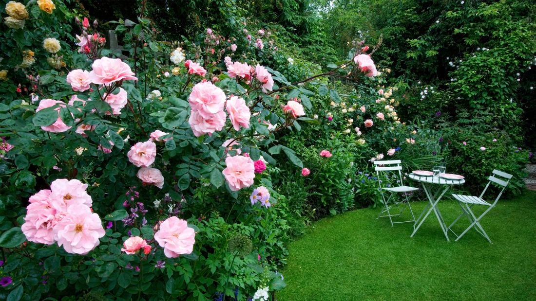 assorted pink roses in garden bed with white 3 pce outdoor setting